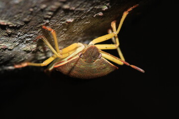 Halyomorpha Halys insect macro photo