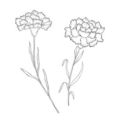 Line Art Carnation. Birth Month Flower. Vector Logo.