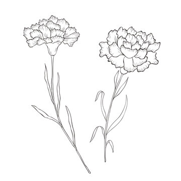 Line Art Carnation. Birth Month Flower. Vector Logo.