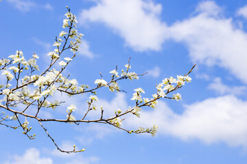 A blossoming sakura branch with white flowers against a blue sky on a sunny spring day.