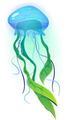 Jellyfish