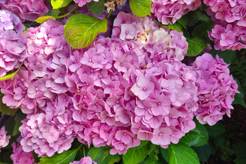 Close-up of a blooming hydrangea in the park in the spring.