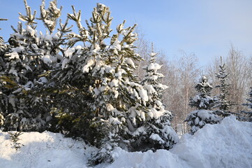 Winter evening in the park, snow-covered roads, bright sky, sunset illuminates white snow, New Year's Eve with snow.