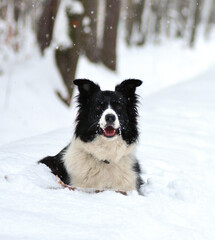 Pies Border Colli w lesie zimą