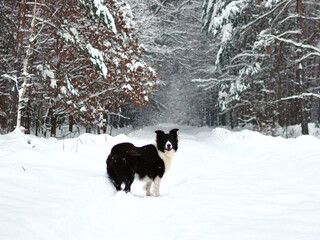 Pies Border Colli w lesie zimą - obrazy, fototapety, plakaty