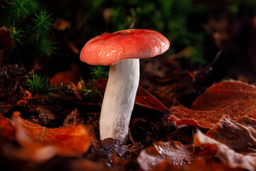 This mushroom with a red shaded cap and a white stem is a good edible mushroom which can be found...