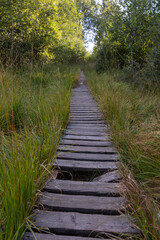 Fototapeta premium Path in the grass