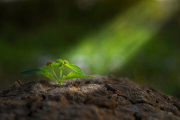 small tree growing with sunrise. green world and earth day concept.