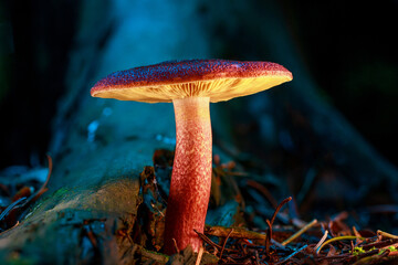 Sideview of a Tricholomopsis rutilans mushroom. A striking and easily recognized fungus, Plums and Custard takes its common name from its plum-red scaled cap and crowded custard yellow gills