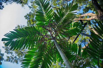 Betel Nut Trees - Perfect palm trees against a beautiful blue sky, has many names as areca palm, areca nut palm, betel palm.