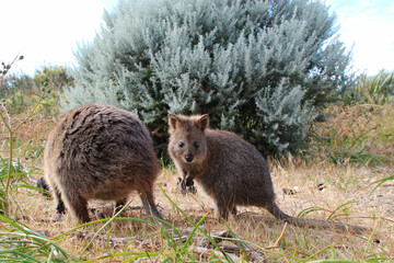 quokka at rottnest island in australia
