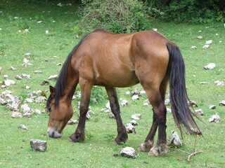 Fototapeta premium Cavalli stato brado