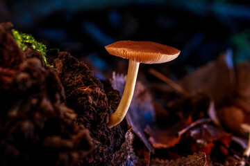 Sideview of a young brown mushroom growing from a dead black oak tree. The wood is covered a little with green moss.