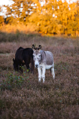 Interested donkey