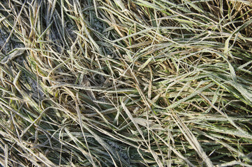 Beautiful frost on the grass. Texture of grass covered with frost. Frozen meadow grass. First morning frost.