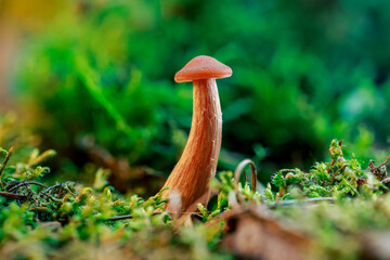 Side view of a young Laccaria laccata mushroom, commonly known as the deceiver, or waxy laccaria, is a white-spored species of small edible mushroom found throughout North America and Europe.