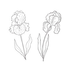 Line Art Iris. Birth Month Flower. Vector Logo.