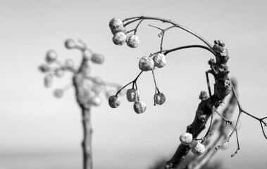 Small fruits on rosary branch, against the sky.