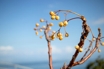Small fruits on rosary branch, against the sky.