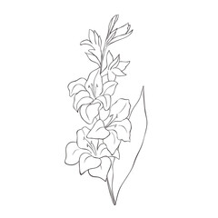 Line Art Gladiolus. Birth Month Flower. Vector Logo.