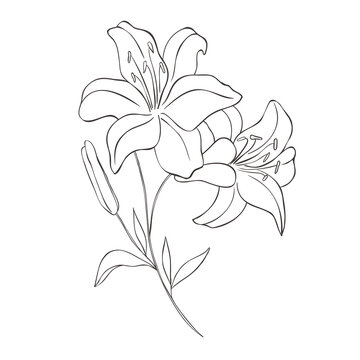 Line Art Lily. Birth Month Flower. Vector Logo.