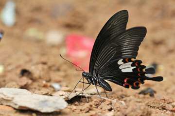 butterfly on the ground macro