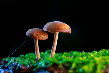 Sideview of two small brown red mushrooms on a dark uniform blue background. They are standing on wet green wet moss in in light blue lighting. Growing from a dead tree.