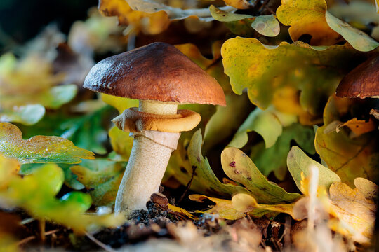 Suillus luteus is a bolete fungus and tastes buttery or like butter. The mushroom has a brown cap and is also known as slippery jack or sticky bun. Autumn colored oak leaves in the background
