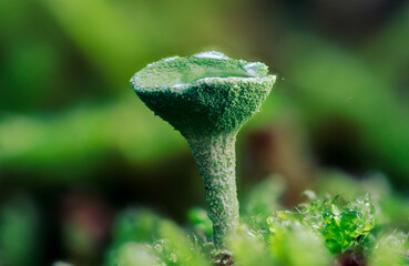 Close up of a trumpet lichen with a water drop on its funnel. You can even see the green nobs and nibs structures of this lichen