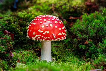 A single lucky red mushroom in soft damp moss. A red toadstool stands for luck and prosperity. This is still a young mushroom in side perspective