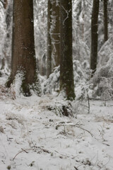 Snow covered tree in winter