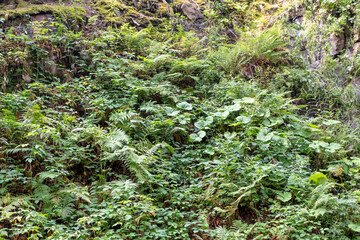 Background of densely growing green ferns and mosses