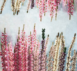a row of colorful heather at the bottom and top of the image against a light background