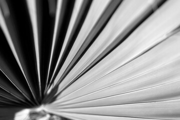 black and white abstract, plant leaf texture.