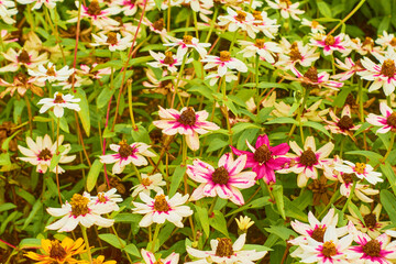 Zinnia angustifolia orange and white flower background