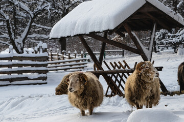 owce zima śnieg mróz wieś - obrazy, fototapety, plakaty
