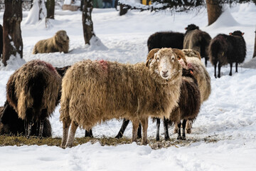 owce zima śnieg mróz wieś - obrazy, fototapety, plakaty
