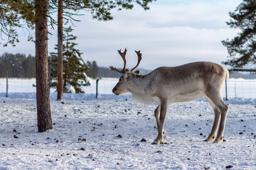 Reindeer in Finnish Lapland