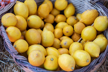 Ripe lemons in a wicker basket. Wicker basket with lemons in the garden.