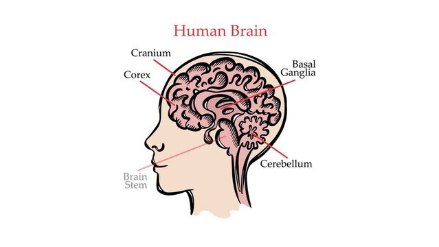 HUMAN BRAIN SCHEME VIDEO Medical Education Animation Banner General Diagram With Explanatory Text Anatomy Human Body Moving Picture For Teaching Lectures