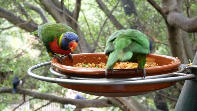 beautiful pair parrots in tree branch, birds eating from plate in park
