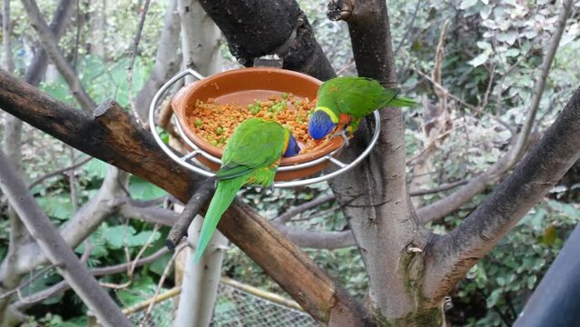 beautiful pair parrots in tree branch, birds eating from plate in park