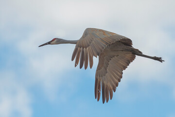 Obraz premium A Sandhill Crane Flies into The Clouds