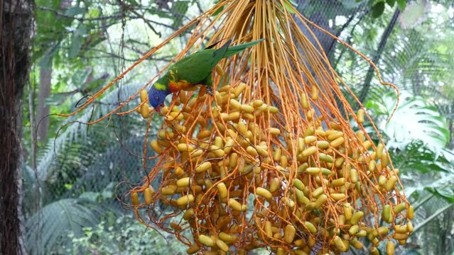 beautiful parrots in tree branch, birds eating in park