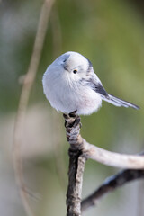 Long-tailed tit