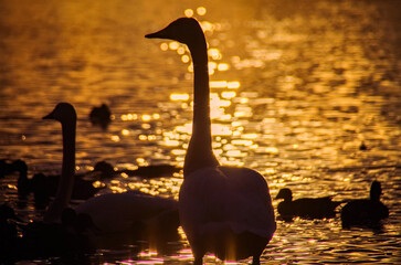 two swans on the sunset