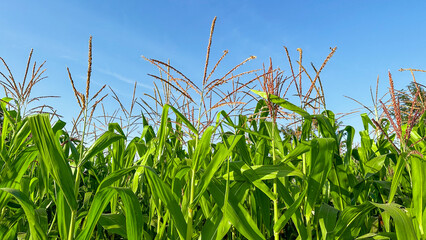 Naklejka premium Green corn trees with blue sky in background