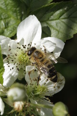 Blackberry, Rubus, Honey Bee, Schmalkalden, Thuringia, Germany, Europe