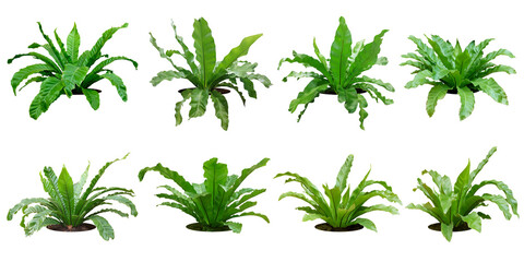 Fern bush with large green leaves.
total 8 trees.
white background. (png)