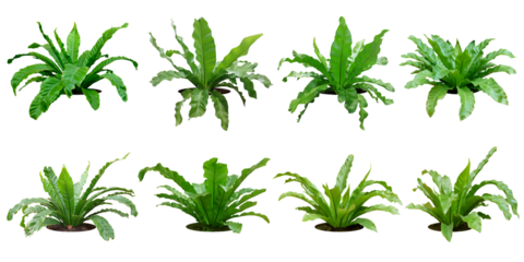 Fern bush with large green leaves.
total 8 trees.
white background. (png)
